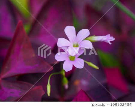 ムラサキカタバミの花 109502484
