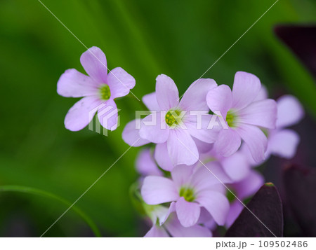 ムラサキカタバミの花 109502486