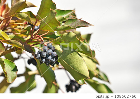 黒色のカクレミノの実（冬、十二月） 109502760