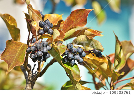 黒色のカクレミノの実（冬、十二月） 109502761