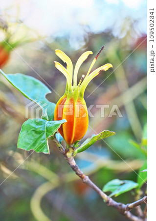 オレンジ色のクチナシの実（秋、十一月） 109502841