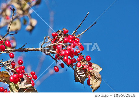 真赤になってきたサンシュユの実（冬、十二月） 109502919