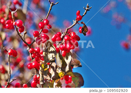 真赤になってきたサンシュユの実（冬、十二月） 109502920