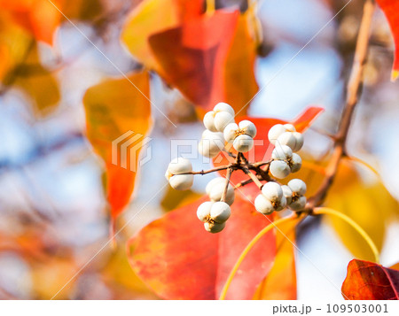 色づいたナンキンハゼと白い実 109503001