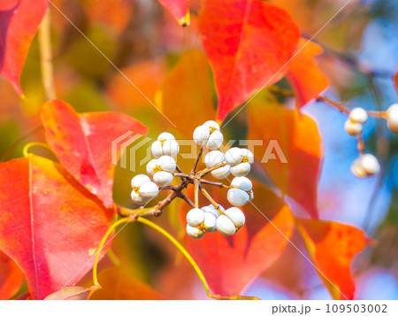 色づいたナンキンハゼと白い実 109503002