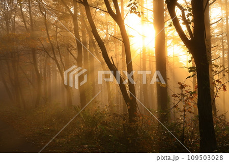 森に射す光芒 森に射す光芒 109503028