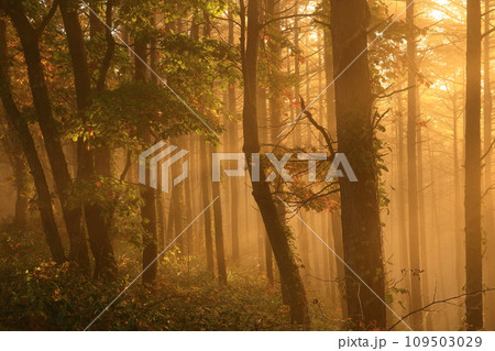森に射す光芒 109503029