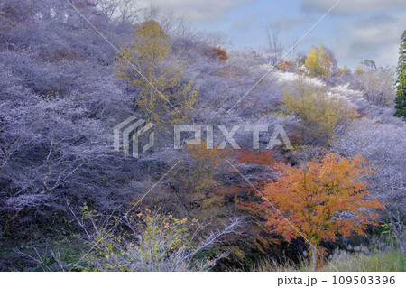 四季桜咲く丘2 四季桜咲く丘2 109503396