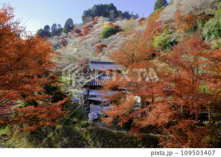 川見四季桜と民家2 川見四季桜と民家2 109503407