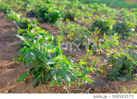 Rows of flowering bean and pepper bushes grow on cultivated field 109503573