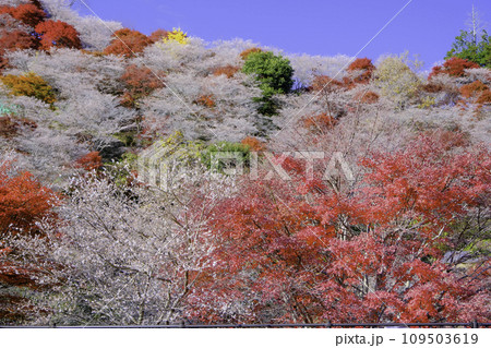 満開の四季桜と紅葉3 109503619