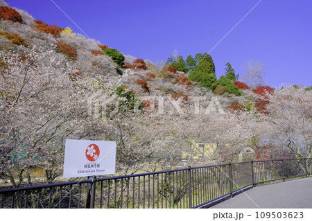 川見四季桜と紅葉の景色 川見四季桜と紅葉の景色 109503623