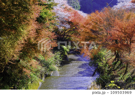 紅葉と田代川 109503969