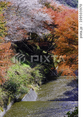 四季桜と田代川(縦) 四季桜と田代川(縦) 109503970