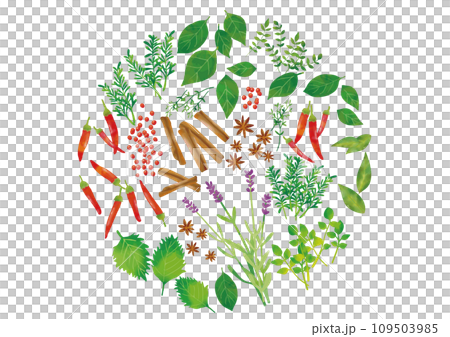 Watercolor style herb and spice set 109503985