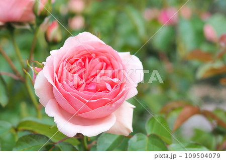 美しいピンクのバラ 109504079
