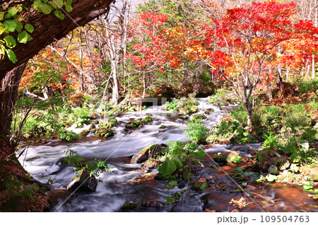 北海道滝見橋の紅葉 北海道滝見橋の紅葉 109504763