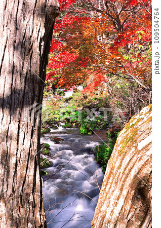 北海道滝見橋の紅葉 109504764