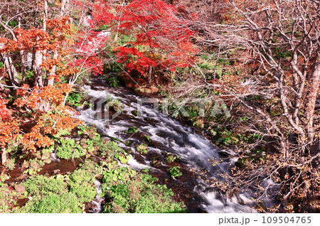 北海道滝見橋の紅葉 109504765