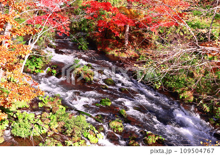 北海道滝見橋の紅葉 北海道滝見橋の紅葉 109504767