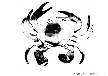silhouette of crab isolated on white background, invertebrate animal 109505008
