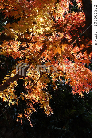 圓光寺　京都市左京区　一乗寺駅　叡山電鉄　京阪電鉄　紅葉　紅葉狩り　観光　御朱印　インバウンド 109505532