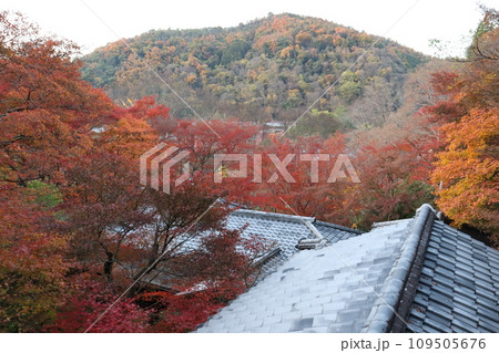 瑠璃光院 叡山電鉄 八瀬比叡山口駅 紅葉 紅葉狩り 秋 フォトスポット オーバーツーリズム 瑠璃光院 叡山電鉄 八瀬比叡山口駅 紅葉 紅葉狩り 秋 フォトスポット オーバーツーリズム 109505676