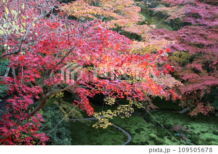 瑠璃光院　叡山電鉄　八瀬比叡山口駅　紅葉　紅葉狩り　秋　フォトスポット　オーバーツーリズム 109505678