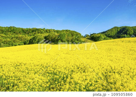 春の三ノ倉高原(スキー場)菜の花畑 福島県喜多方市 春の三ノ倉高原(スキー場)菜の花畑 福島県喜多方市 109505860