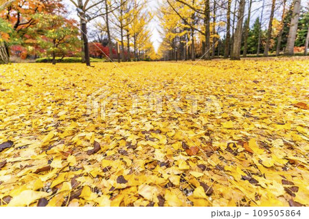 秋の山形県総合運動公園のいちょう並木　イチョウの葉の絨毯　山形県天童市　 109505864
