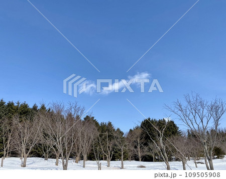 青空と冬の公園 青空と冬の公園 109505908