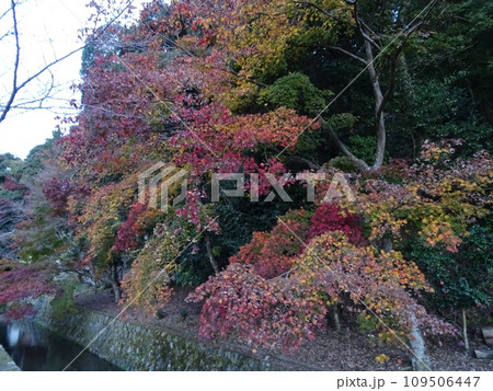 京都の紅葉をめぐる 哲学の道とその周辺寺院 京都の紅葉をめぐる 哲学の道とその周辺寺院 109506447