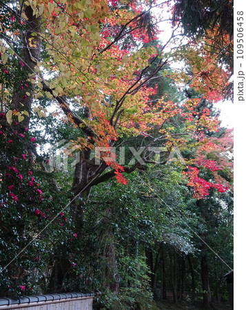 京都の紅葉をめぐる 哲学の道とその周辺寺院 京都の紅葉をめぐる 哲学の道とその周辺寺院 109506458