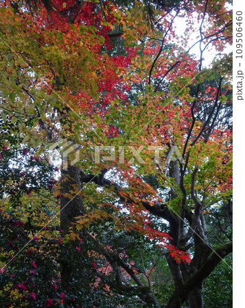 京都の紅葉をめぐる 哲学の道とその周辺寺院京都の紅葉をめぐる 哲学の道とその周辺寺院 京都の紅葉をめぐる 哲学の道とその周辺寺院京都の紅葉をめぐる 哲学の道とその周辺寺院 109506460