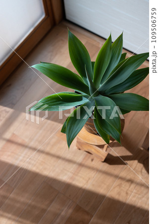 植物のある部屋 アガベ アテナータ 植物のある部屋 アガベ アテナータ 109506759