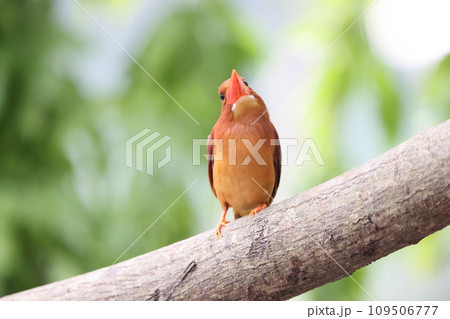 アカショウビン 109506777