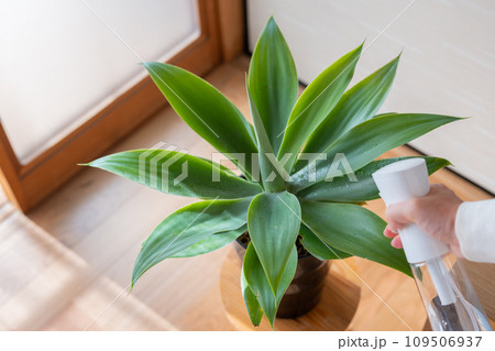 観葉植物　葉水 109506937