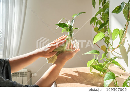 A woman's hand wipes a glass vase with a sprout with a soft plush rag. 109507006