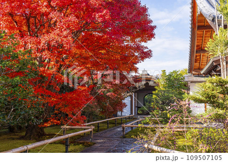 秋の京都 大徳寺塔頭 興臨院 紅葉に包まれた唐門 秋の京都 大徳寺塔頭 興臨院 紅葉に包まれた唐門 109507105