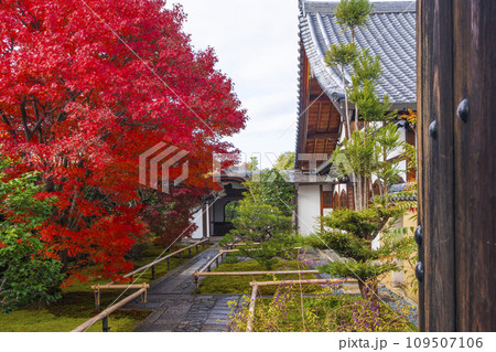 秋の京都 大徳寺塔頭 興臨院 紅葉に包まれた唐門 秋の京都 大徳寺塔頭 興臨院 紅葉に包まれた唐門 109507106