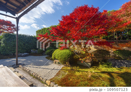 秋の京都　大徳寺塔頭　興臨院　紅葉が美しい方丈前庭 109507123