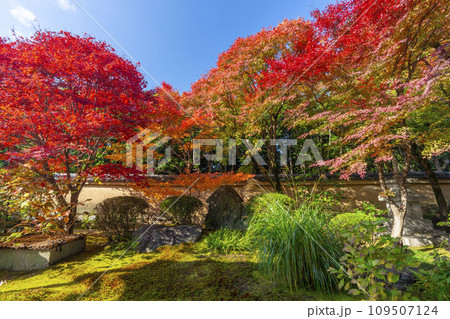 秋の京都　大徳寺塔頭　興臨院　紅葉が美しい方丈庭園 109507124