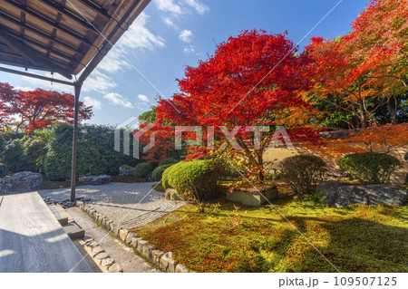秋の京都　大徳寺塔頭　興臨院　紅葉が美しい方丈庭園 109507125
