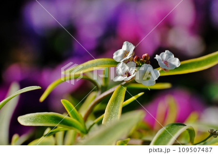 アリッサムの花 アリッサムの花 109507487