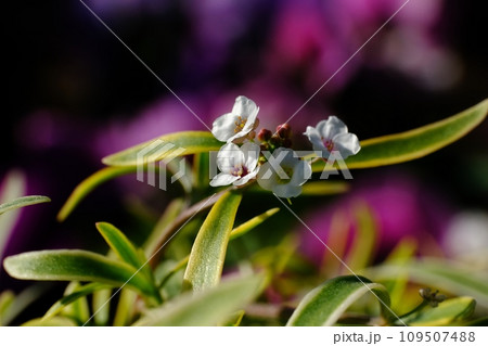 アリッサムの花 109507488