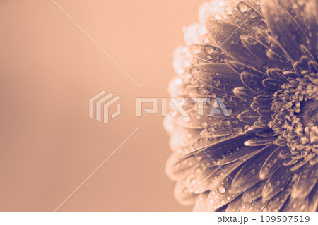 Peach Fuzz Gerbera flower petals with drops of water. abstract background. 109507519