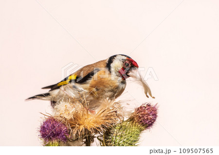 European goldfinch, feeding on the seeds of thistles. Carduelis carduelis. European goldfinch, feeding on the seeds of thistles. Carduelis carduelis. 109507565