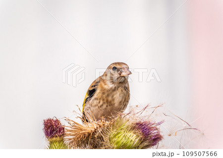 European goldfinch with juvenile plumage, feeding on the seeds of thistles. Carduelis carduelis. European goldfinch with juvenile plumage, feeding on the seeds of thistles. Carduelis carduelis. 109507566
