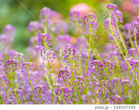 Verbena bonariensis flowers, Argentinian Vervain or Purpletop Vervain, Clustertop Vervain, Tall Verbena, Pretty Verbena, in garden Verbena bonariensis flowers, Argentinian Vervain or Purpletop Vervain, Clustertop Vervain, Tall Verbena, Pretty Verbena, in garden 109507598