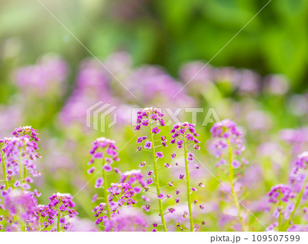 Verbena bonariensis flowers, Argentinian Vervain or Purpletop Vervain, Clustertop Vervain, Tall Verbena, Pretty Verbena, in garden Verbena bonariensis flowers, Argentinian Vervain or Purpletop Vervain, Clustertop Vervain, Tall Verbena, Pretty Verbena, in garden 109507599